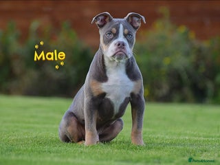 English Bulldog dogs - Advert 13