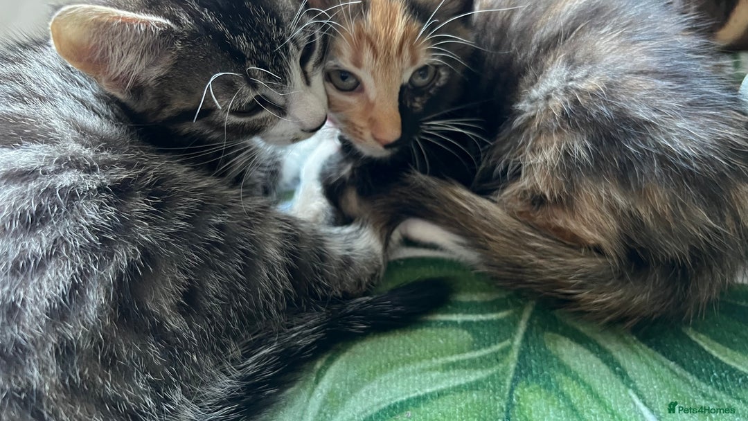 Bengal cats for sale: 2Beautiful kittens Left - Image 1
