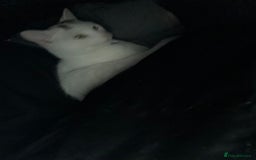 British Shorthair cats for sale: 3 kittens for sale! £50 - Image 6