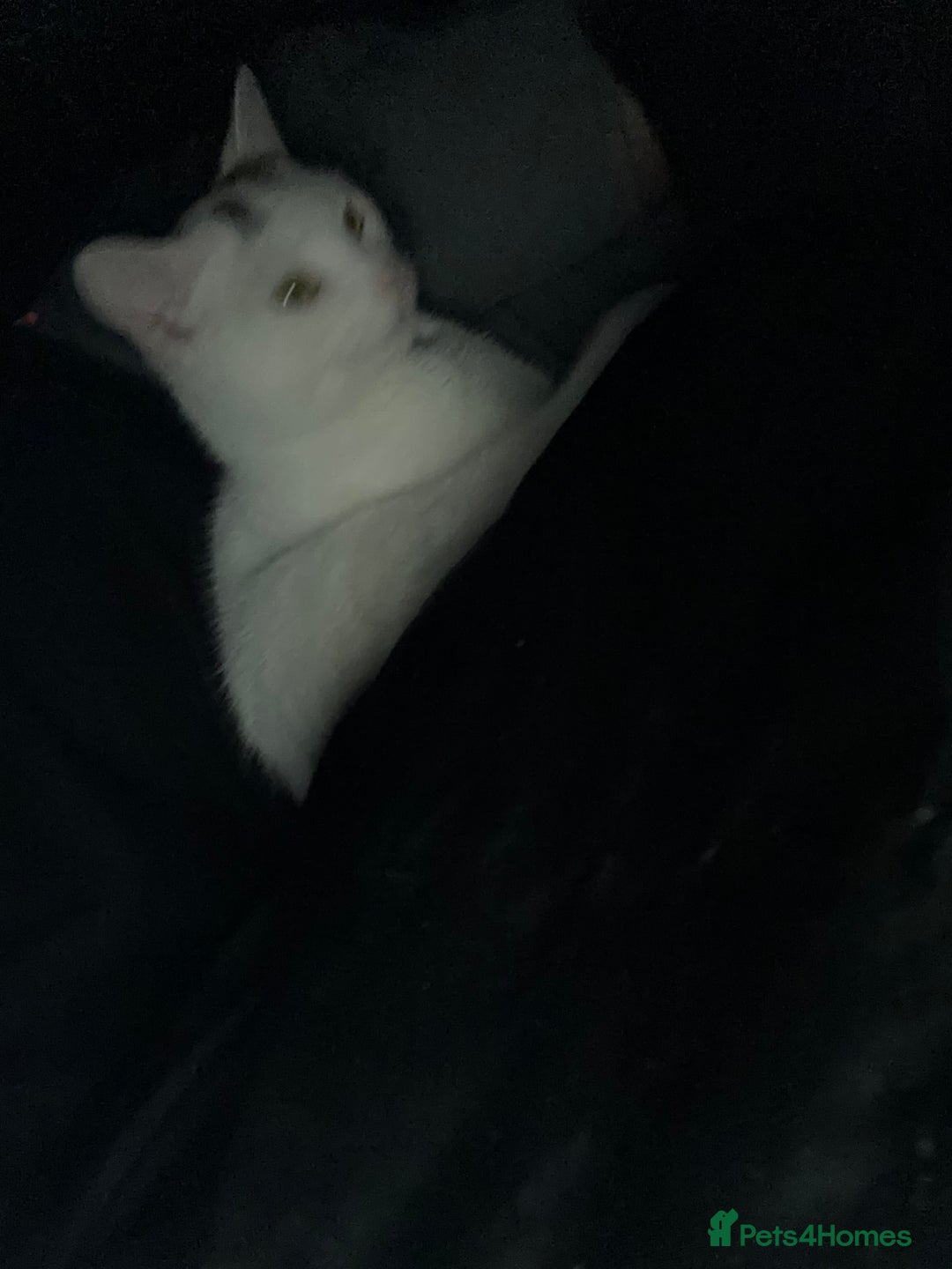 British Shorthair cats for sale: 3 kittens for sale! £50 - Image 6