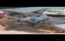 Maine Coon cats for sale: Tica registered Maine Coons from champion lines  - Image 23