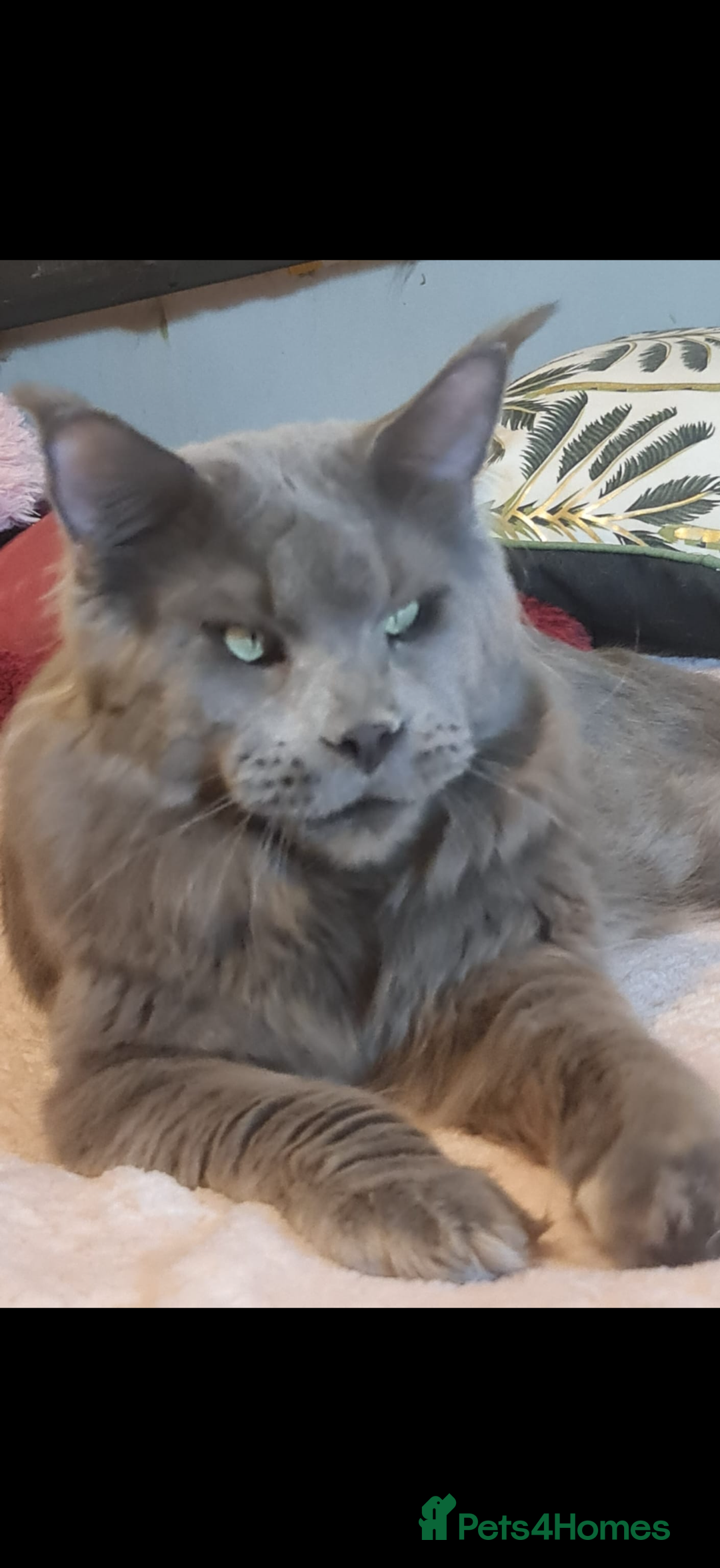 Maine Coon cats for sale: Tica registered Maine Coons from champion lines  - Image 23