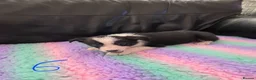 Border Collie dogs for sale: Border collie pup's  - Advert 4