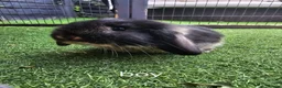 Mini Lop rabbits for sale: Beautiful mini lops for sale 💙🩷 - Advert 13