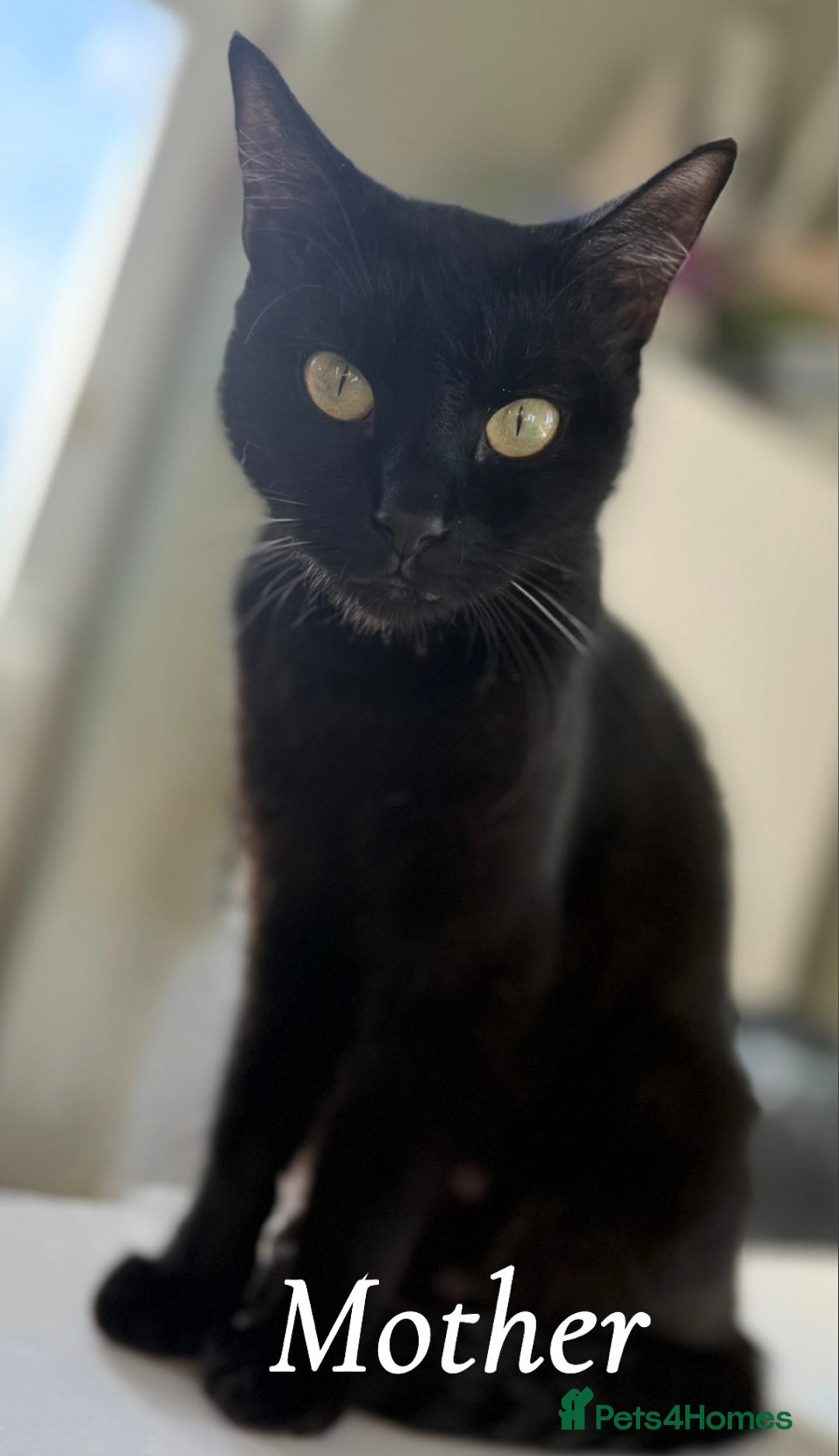 Mixed Breed cats for sale: 4 kittens for sale - Advert 13