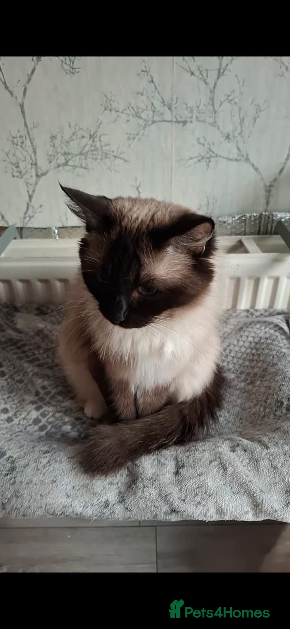 Ragdoll cats Beautiful 1.5-Year-Old Ragdoll Female – For Sale  - Advert 14