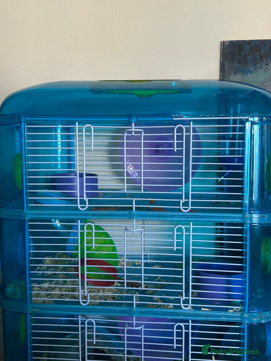 Hamster rodents for sale: 2 hamsters + cage for sale  - Image 4