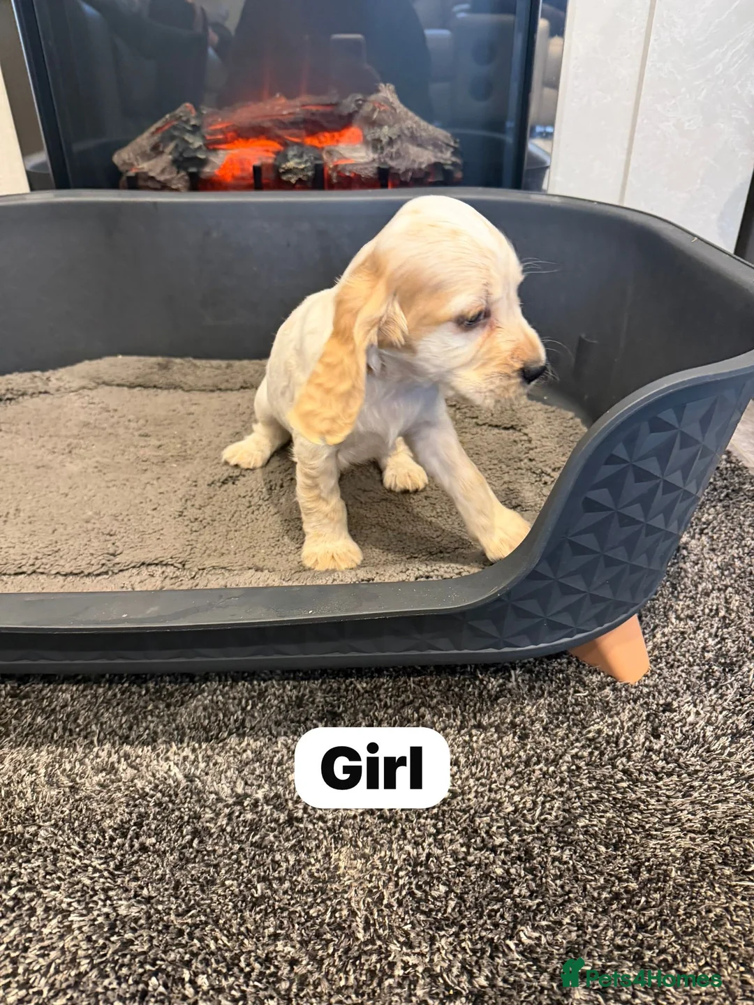 Cocker Spaniel dogs for sale: Beautiful adorable show type cocker spaniels - Advert 6