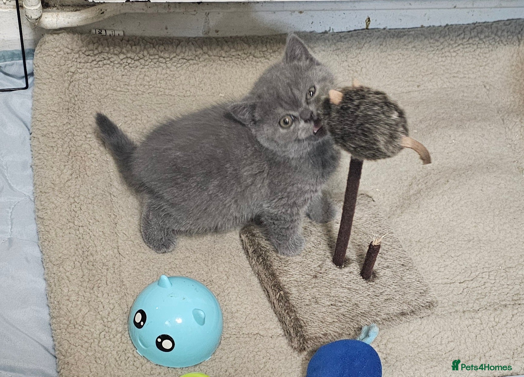 British Shorthair cats Purebred  British shorthair kittens  - Advert 7