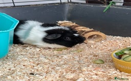 Guinea Pig rodents for sale: Female guinea pig pair (must stay together) - Image 4