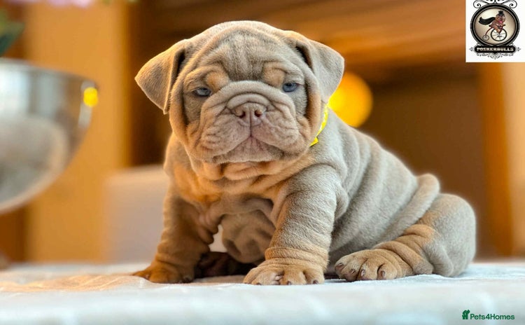 English Bulldog dogs OUTSTANDING KC REGISTERED ENGLISH BULLDOGS - Advert 2