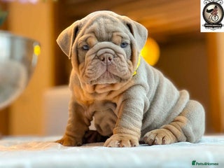 English Bulldog dogs 💥LAST MALE💥 OUTSTANDING KC REGISTERED - Advert 11