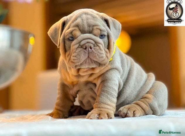 English Bulldog dogs OUTSTANDING KC REGISTERED ENGLISH BULLDOGS - Advert 2