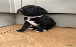 Mixed Breed dogs for sale: Beautiful pointer lab puppies!  - Image 30