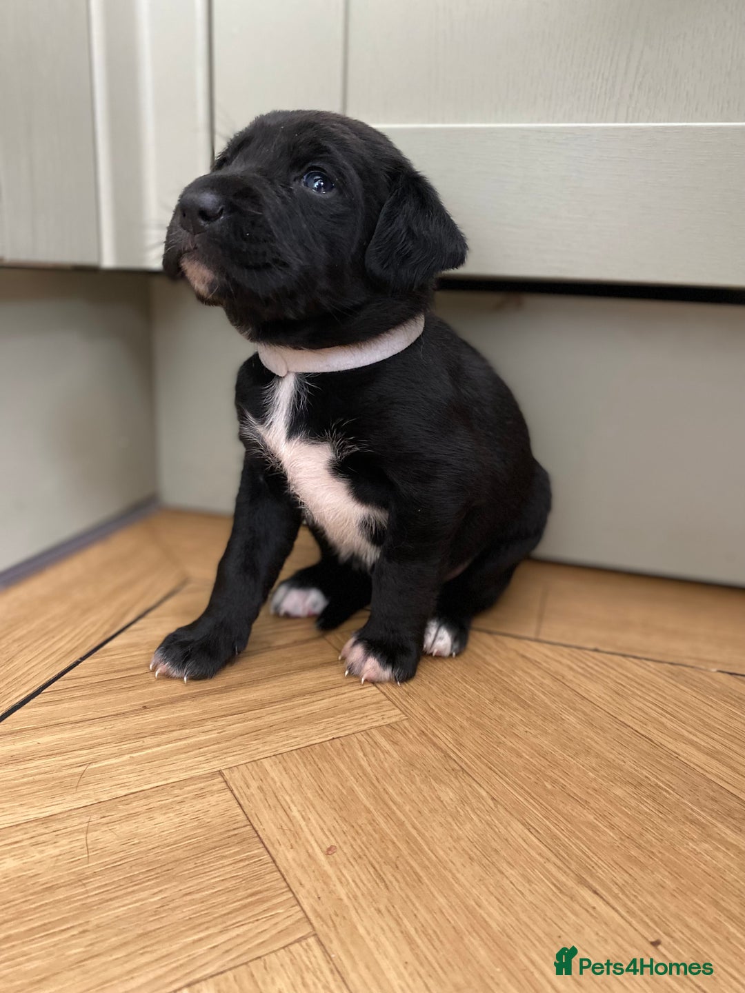 Mixed Breed dogs for sale: Beautiful pointer lab puppies!  - Image 30