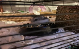 Hamster rodents for sale: Female russian dwarf hamster  - Image 1