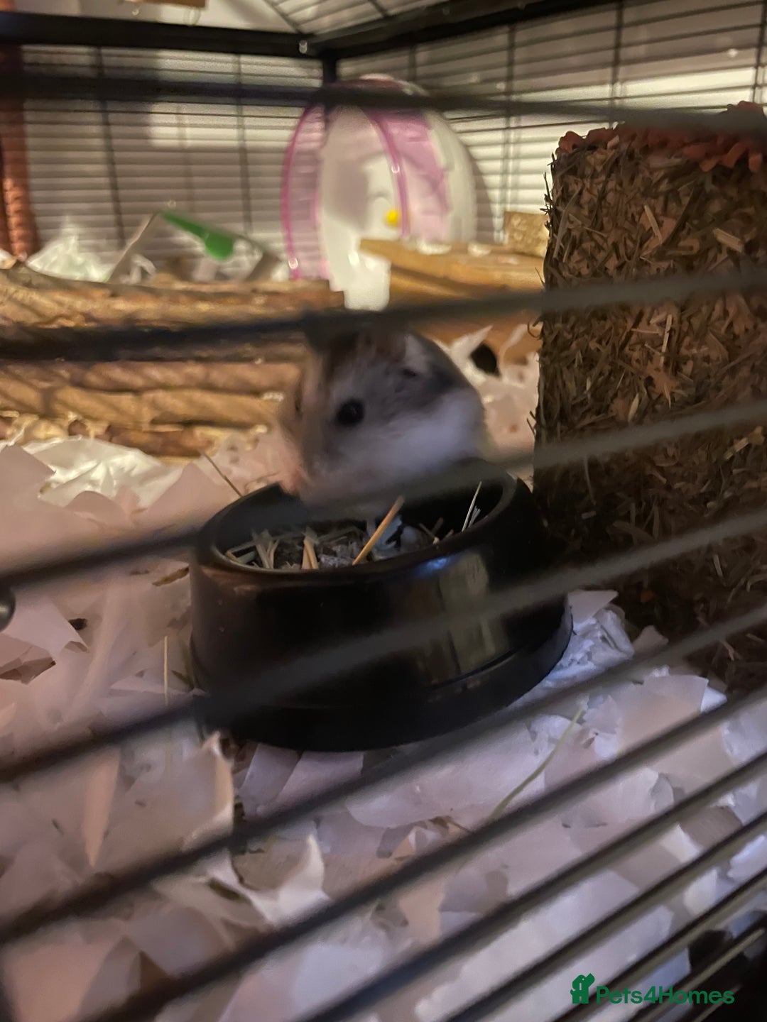 Hamster rodents for sale: Female russian dwarf hamster  - Image 1