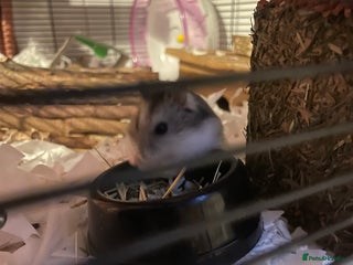 Hamster rodents - Advert 22