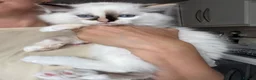 Ragdoll cats for sale: *One unique girl left* TICA reg. Extra fluffy* - Advert 5