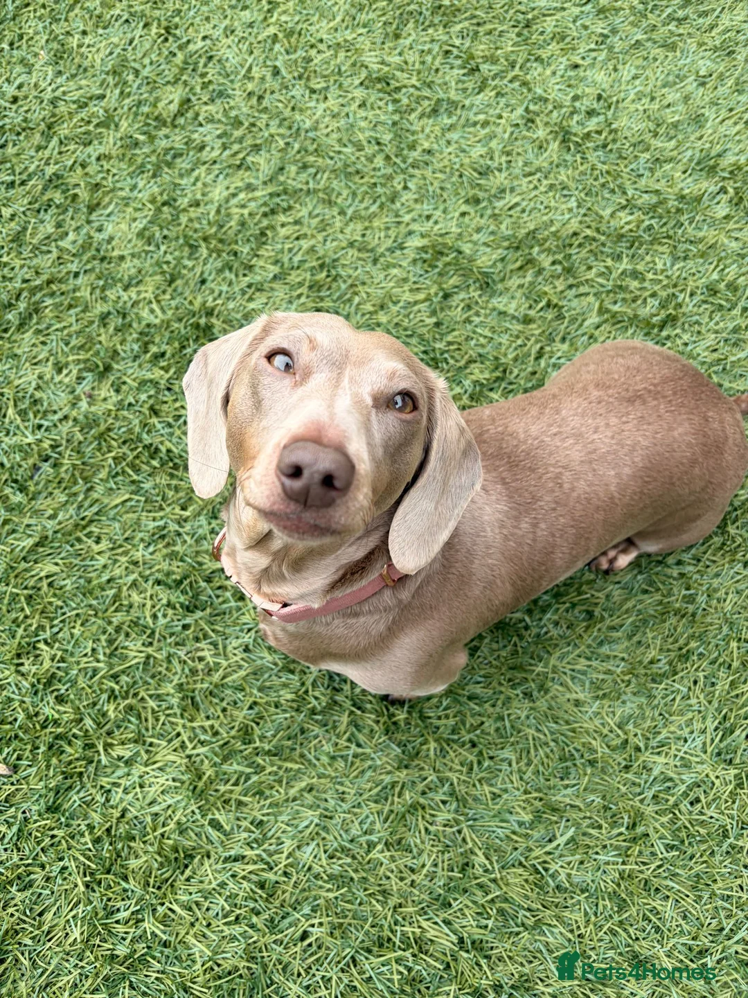 Miniature Dachshund dogs for sale: 3 Isabella Dachshund female puppies in Mansfield - Advert 17