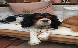 Cavalier King Charles Spaniel dogs for sale: 2 Cavalier king Charles puppies left - Image 34