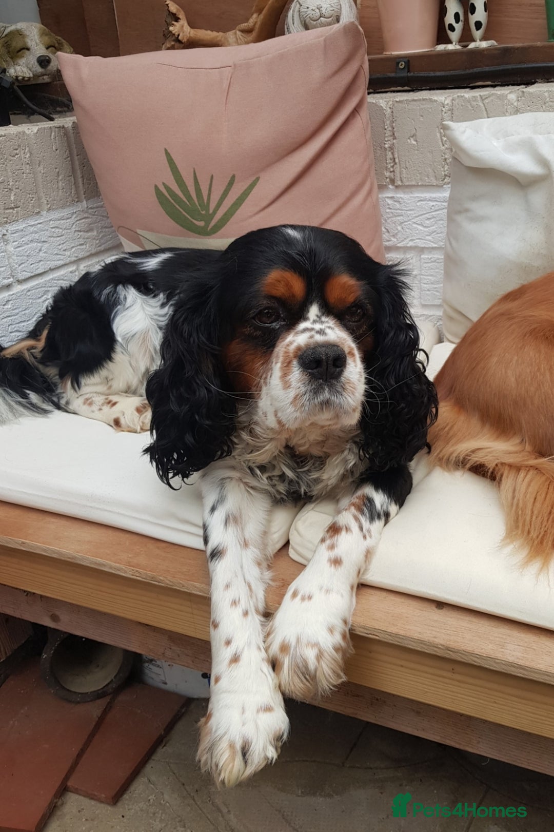 Cavalier King Charles Spaniel dogs for sale: 2 Cavalier king Charles puppies left - Image 34