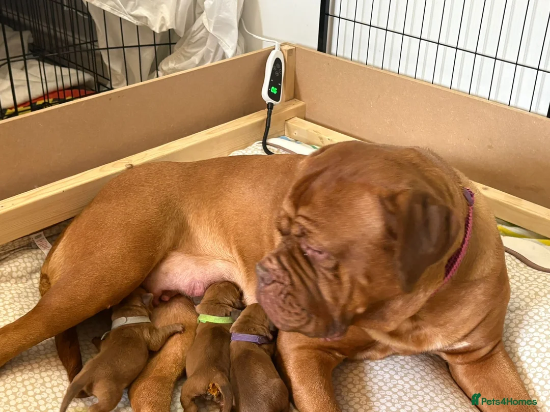 Dogue De Bordeaux dogs for sale: Outstanding Dogue de Bordeaux girls in Burnley - Advert 7