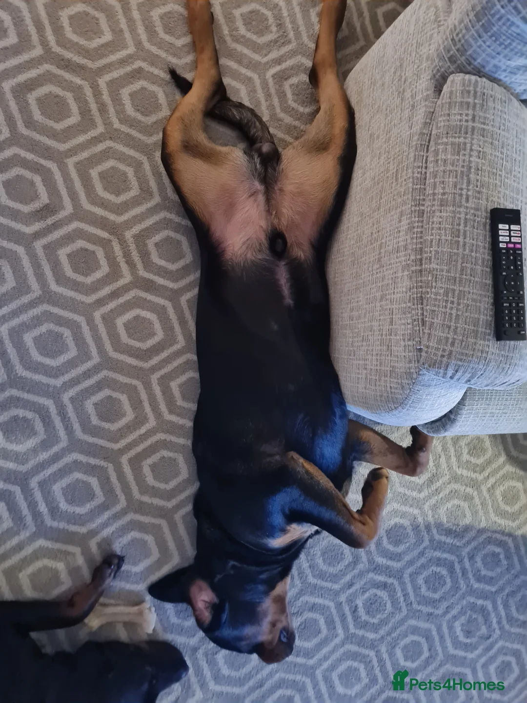 Rottweiler dogs for stud: Bruno the Rottweiler Stud Services in Wrexham - Advert 12