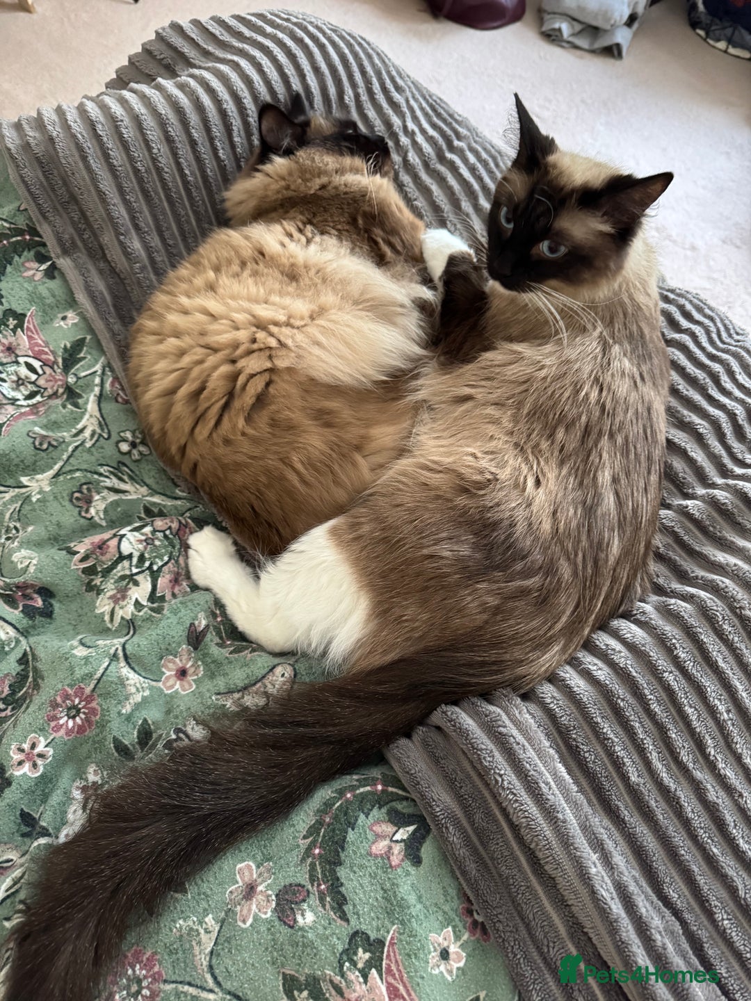 Ragdoll cats for sale: 1x male and 1x female for sale - Image 5
