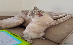 British Shorthair cats for sale: Rare Silver Spotted British Shorthair Kitten - Image 3