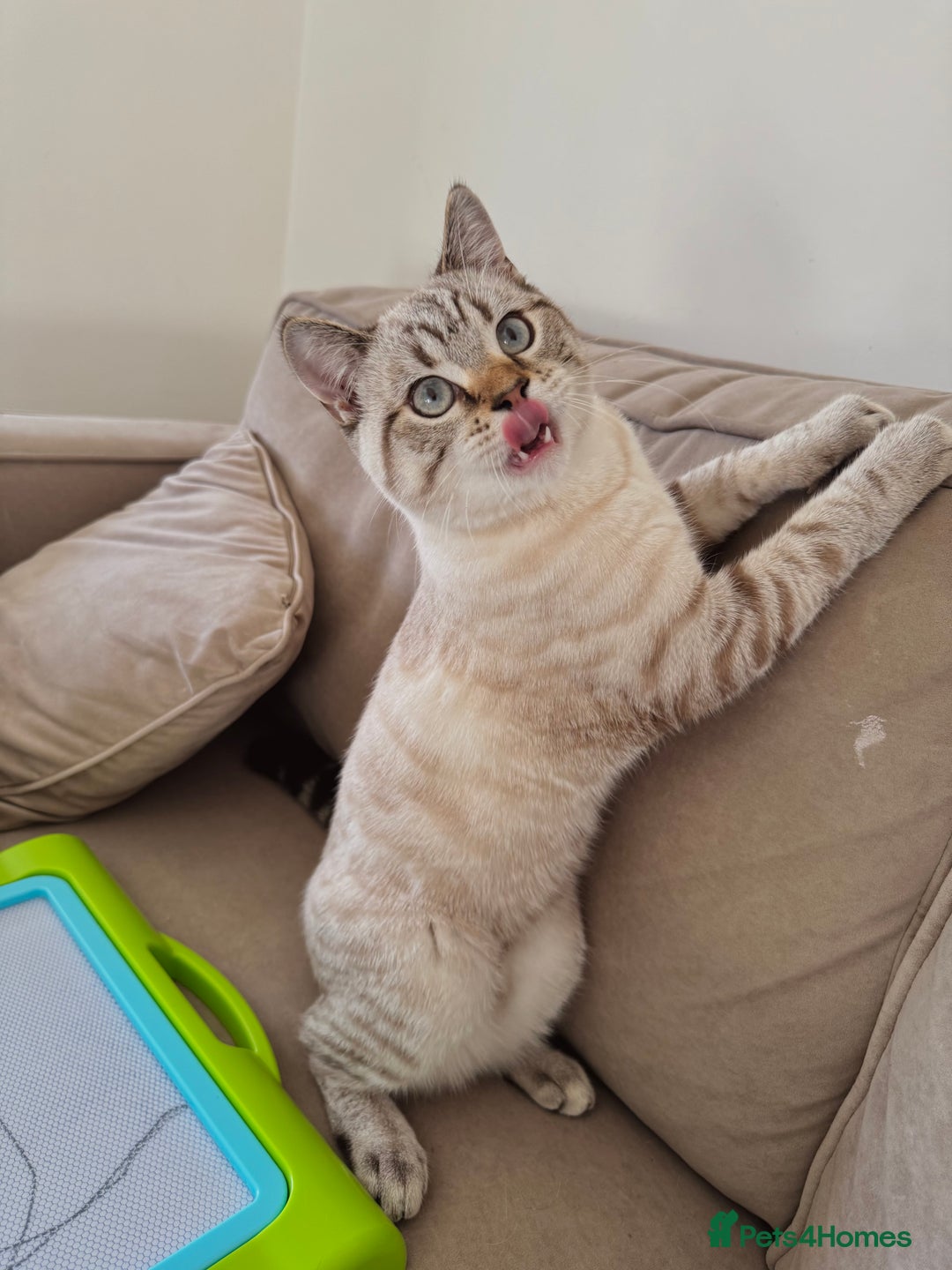 British Shorthair cats for sale: Rare Silver Spotted British Shorthair Kitten - Image 3