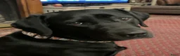 Labrador Retriever dogs for sale: 5 Labrador puppies 2 male 3 female - Advert 1