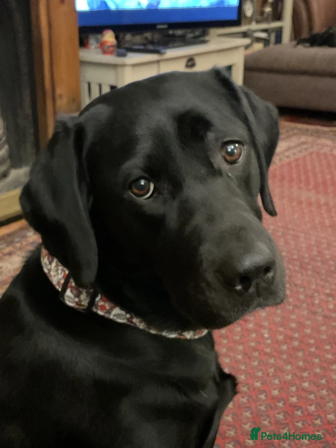 Labrador Retriever dogs for sale: 5 Labrador puppies 2 male 3 female - Advert 1