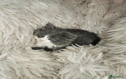 Mixed Breed cats for sale: 2 very big beautiful fluffy kittens - Image 3