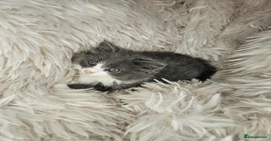 Mixed Breed cats - Advert 5