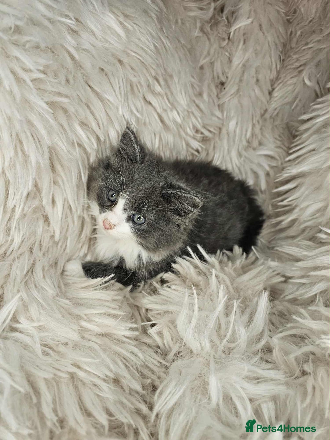 Mixed Breed cats for sale: 2 very big beautiful fluffy kittens - Image 3