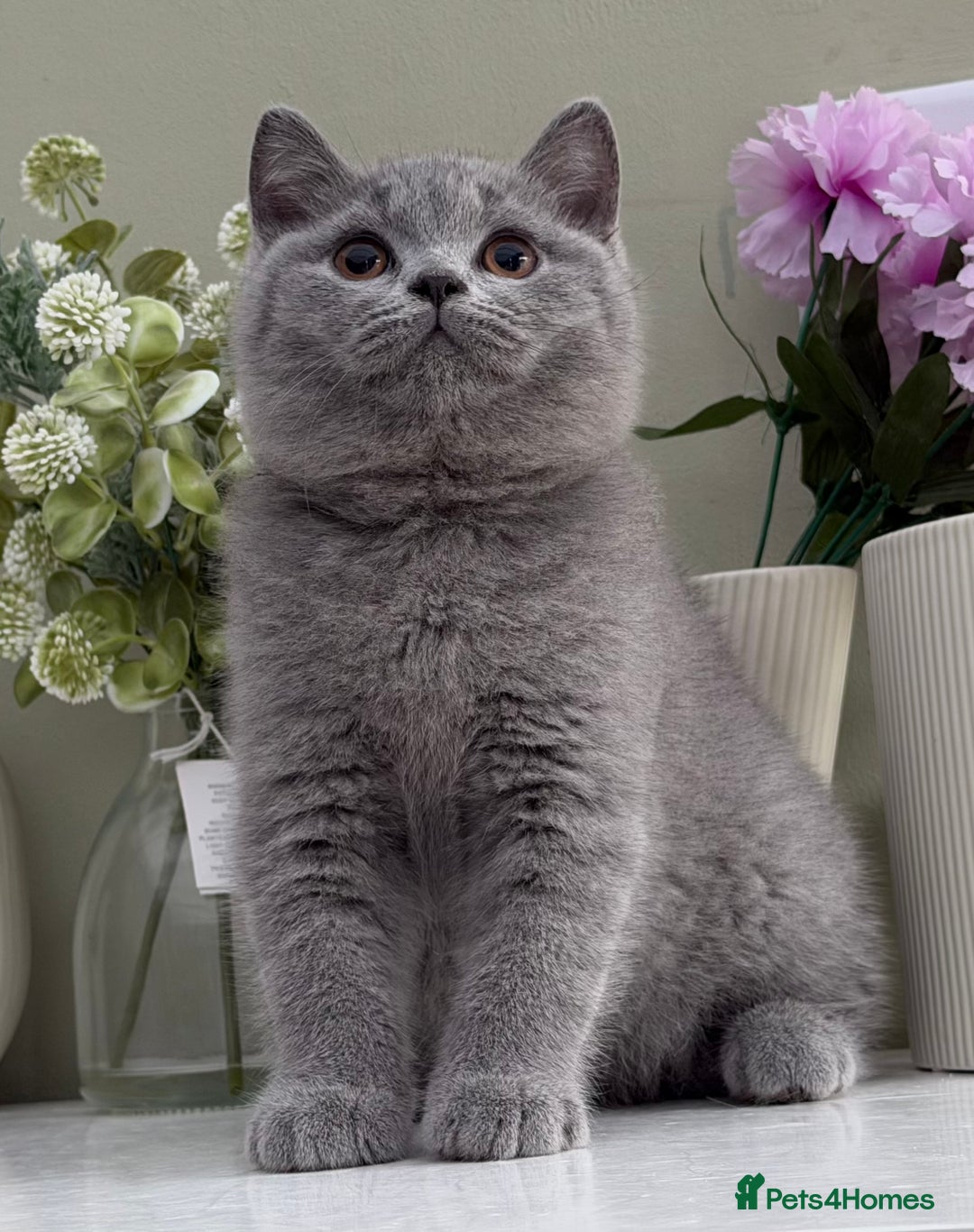 British Shorthair cats for sale: Gorgeous Quality British Kittens - Advert 5
