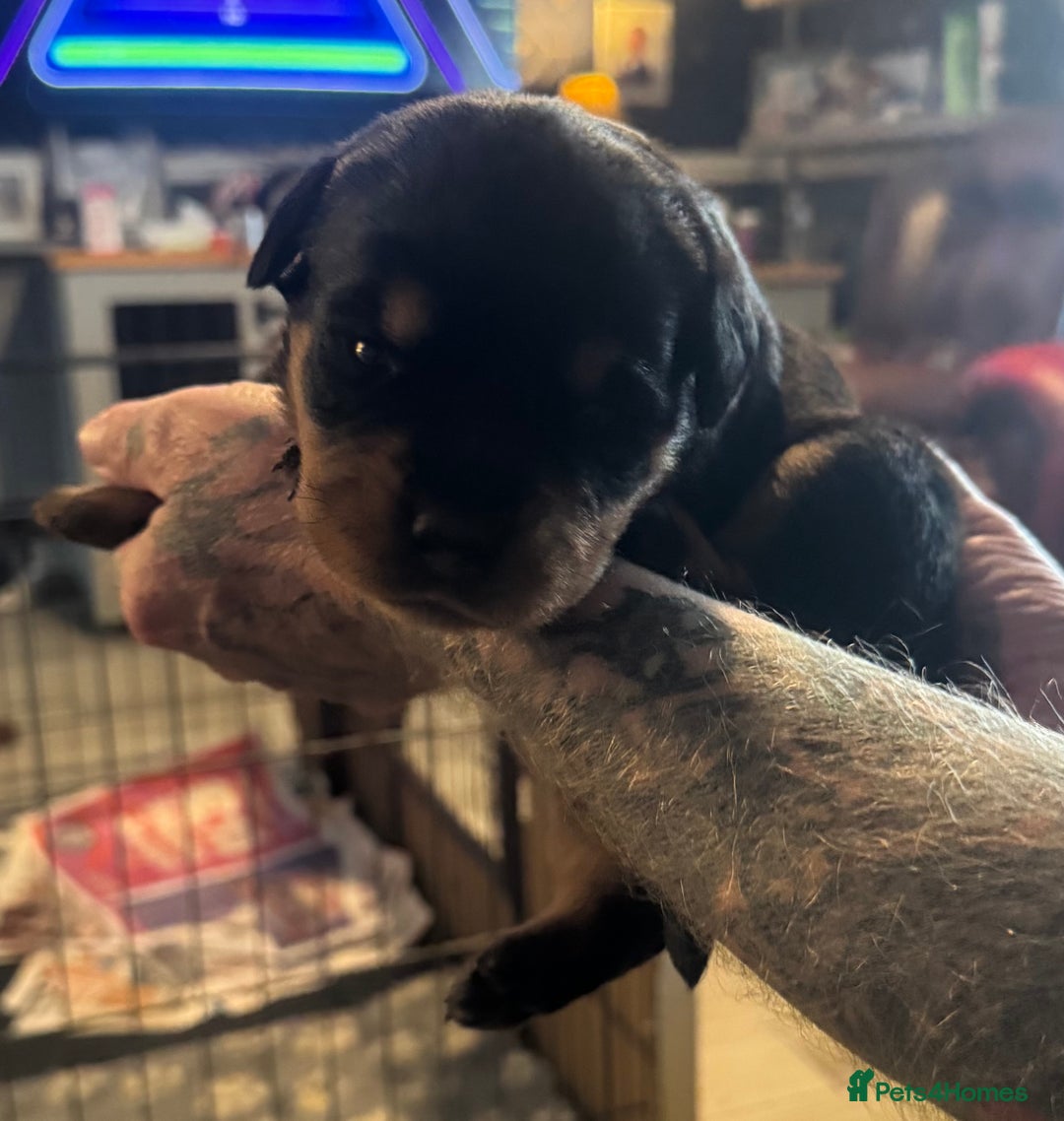 Rottweiler dogs for sale: STUNNING KC ROTTWEILER PUPPIES - Image 1