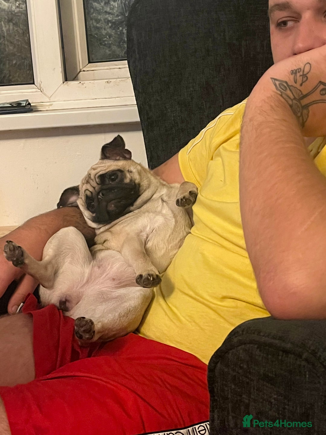 Pug dogs for sale: Sad sad sale 1 year old pug bitch  - Advert 4