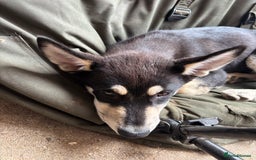 Siberian Husky dogs for sale: 2 female husky pups  - Image 5
