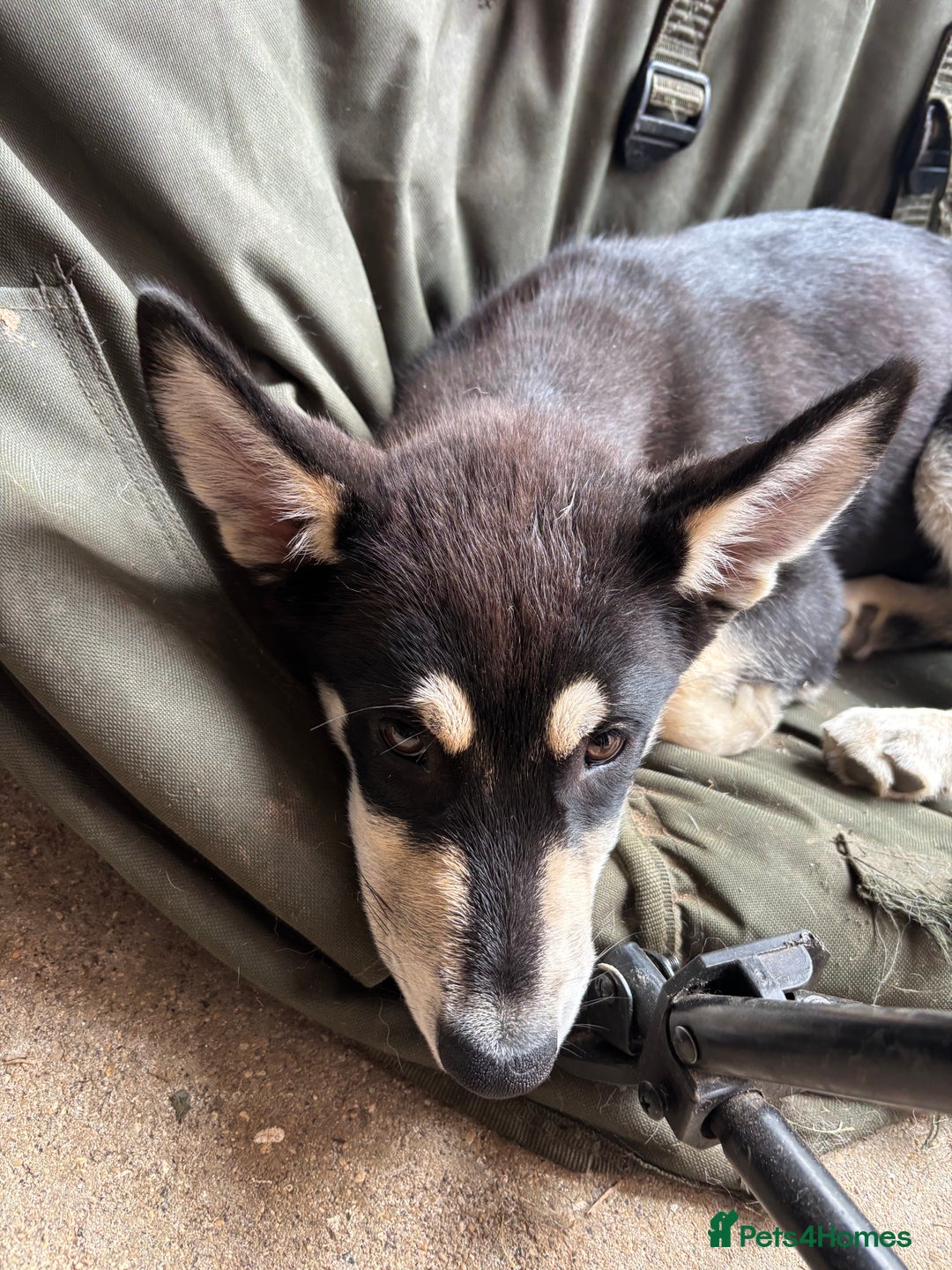 Siberian Husky dogs for sale: 2 female husky pups  - Image 5