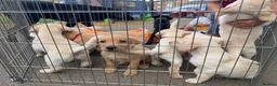 Labrador Retriever dogs for sale: Beautiful KC Registered Labrador Puppies  - Advert 3