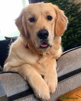 Golden Retriever dogs - Advert 7