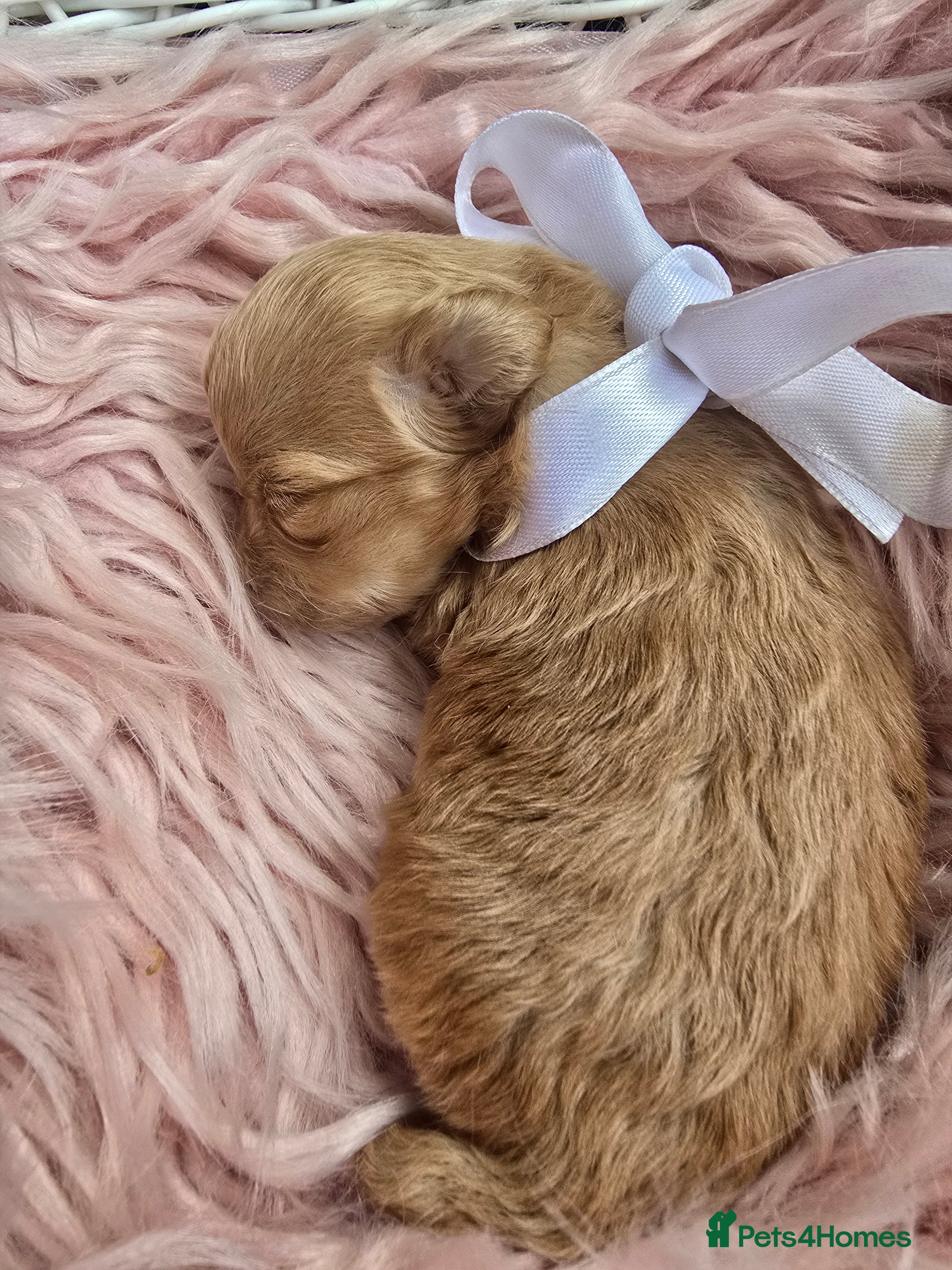 Maltipoo dogs Beautiful F1 maltipoo looking forever home ❤️🐶 - Advert 3