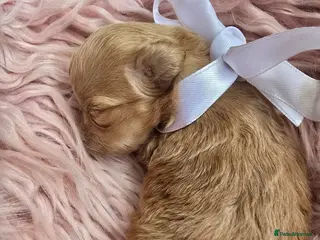 Maltipoo dogs Beautiful F1 maltipoo looking forever home ❤️🐶 - Advert 3