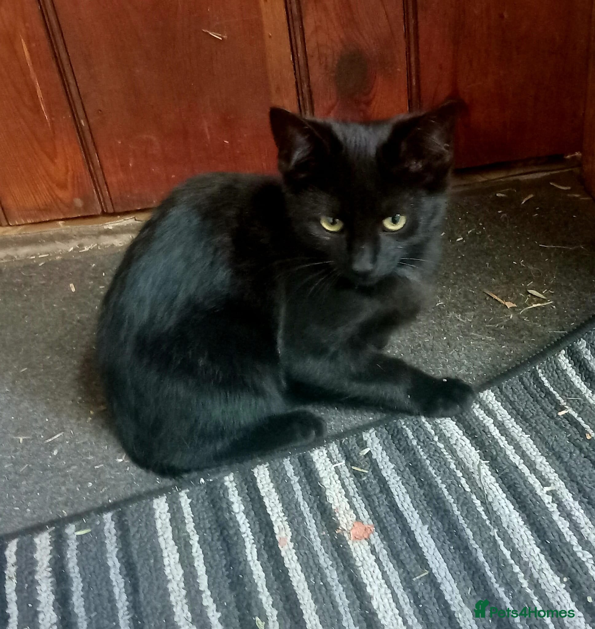 Bombay cats Black kittens for sale - Advert 5