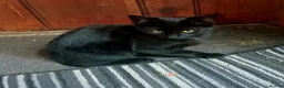 Bombay cats for sale: Black kittens for sale in Northwich - Advert 1