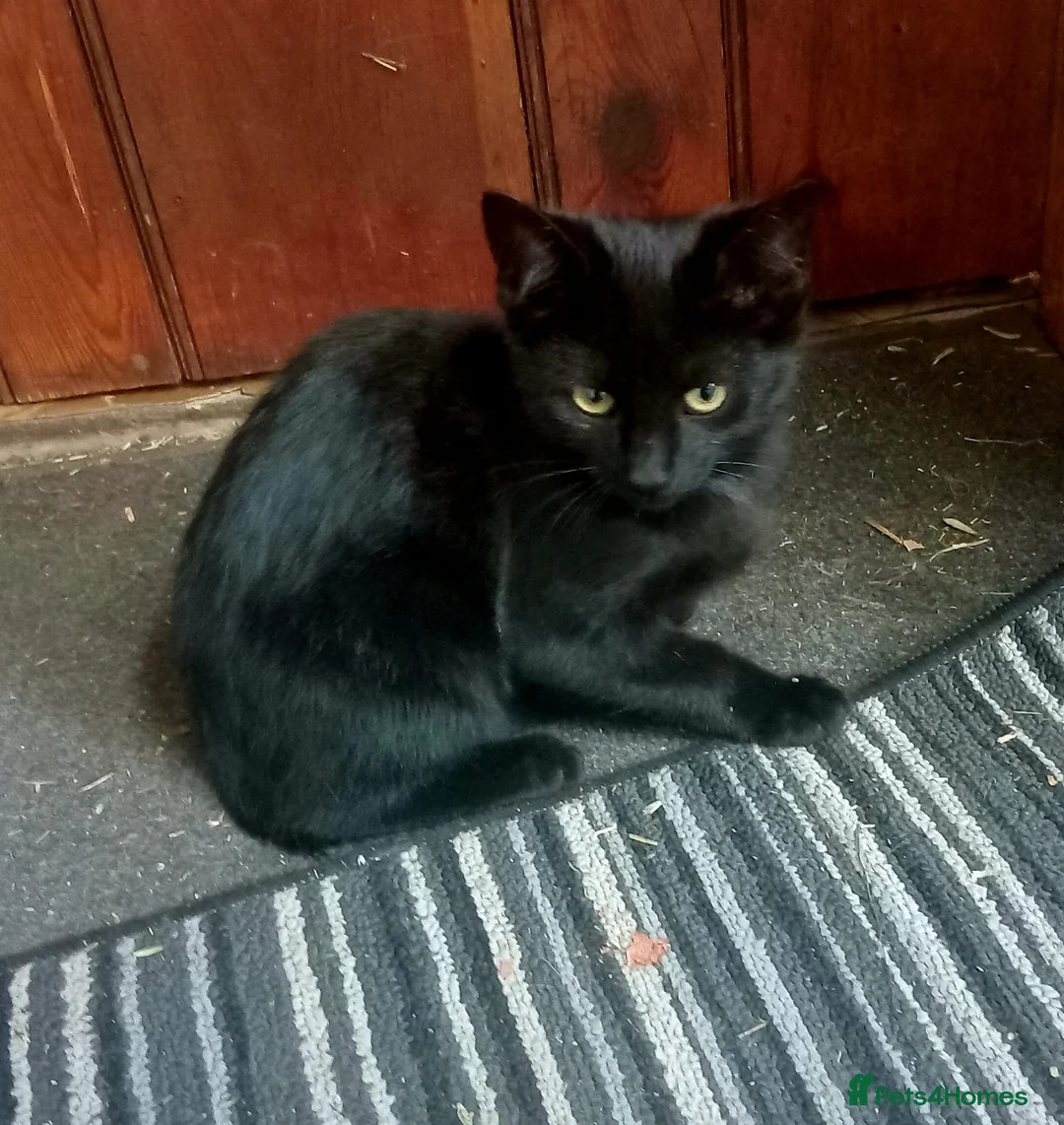 Bombay cats for sale: Black kittens for sale in Northwich - Advert 1