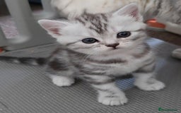 British Shorthair cats for sale: BSH Silver Tabby  - Image 16