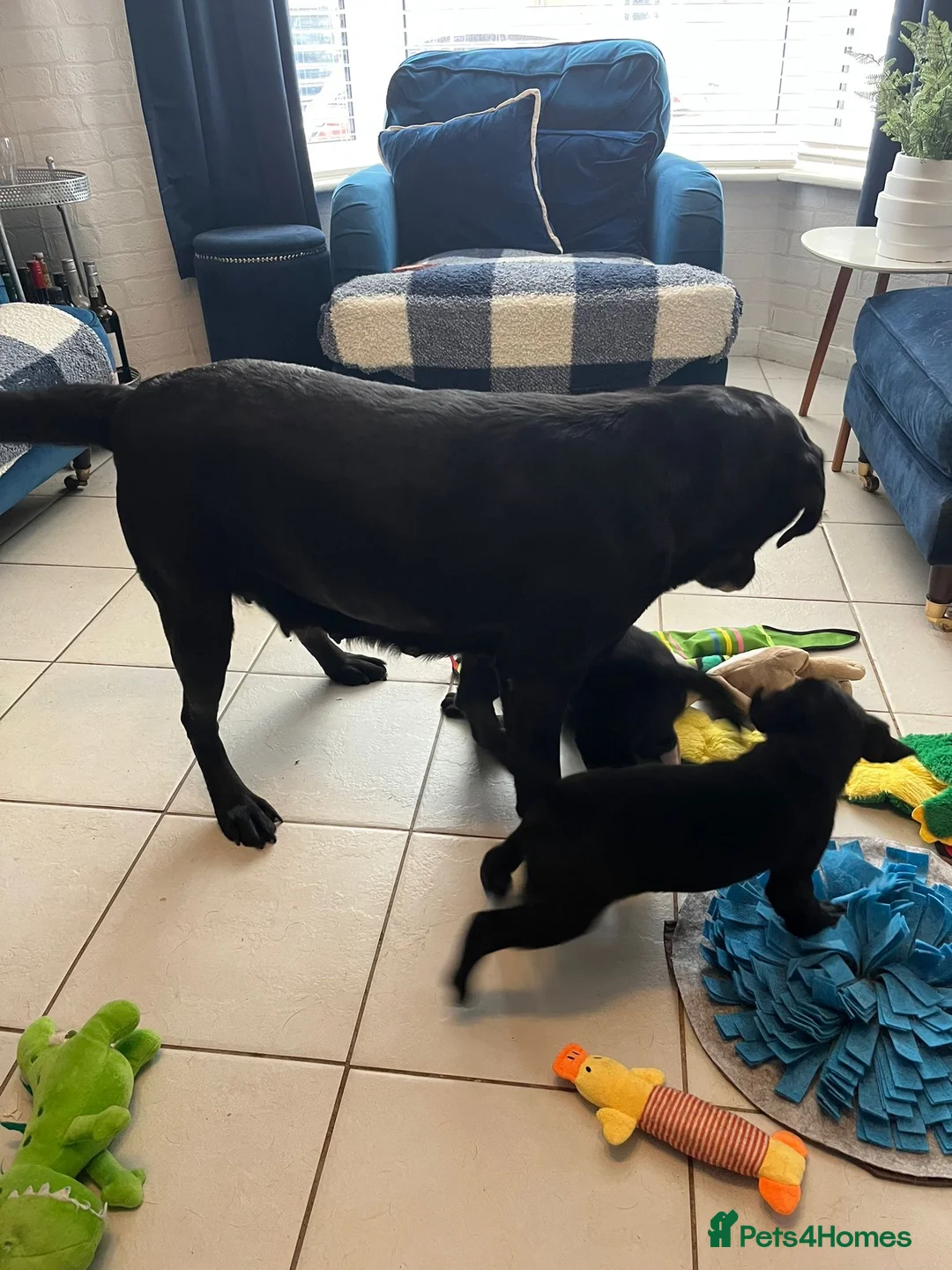 Labrador Retriever dogs for sale: KC registered Labradors in Liverpool - Advert 1